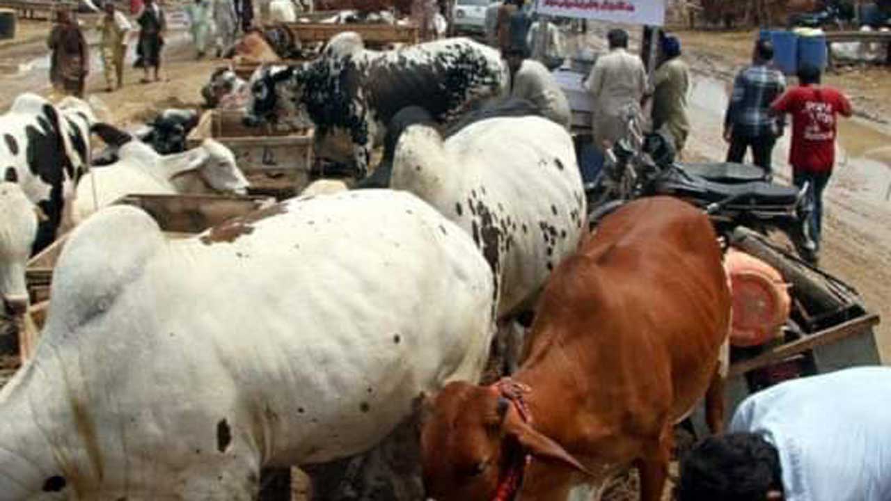 Banditry: Zamfara govt shuts down 11 cattle markets over rustling