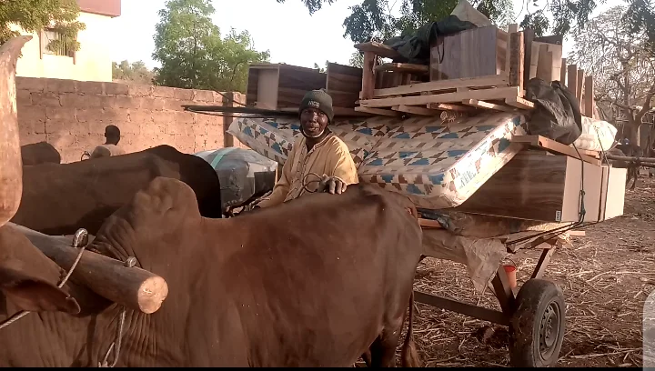 Subsidy removal: Residents resort to using Ox-drawn carts in Katsina