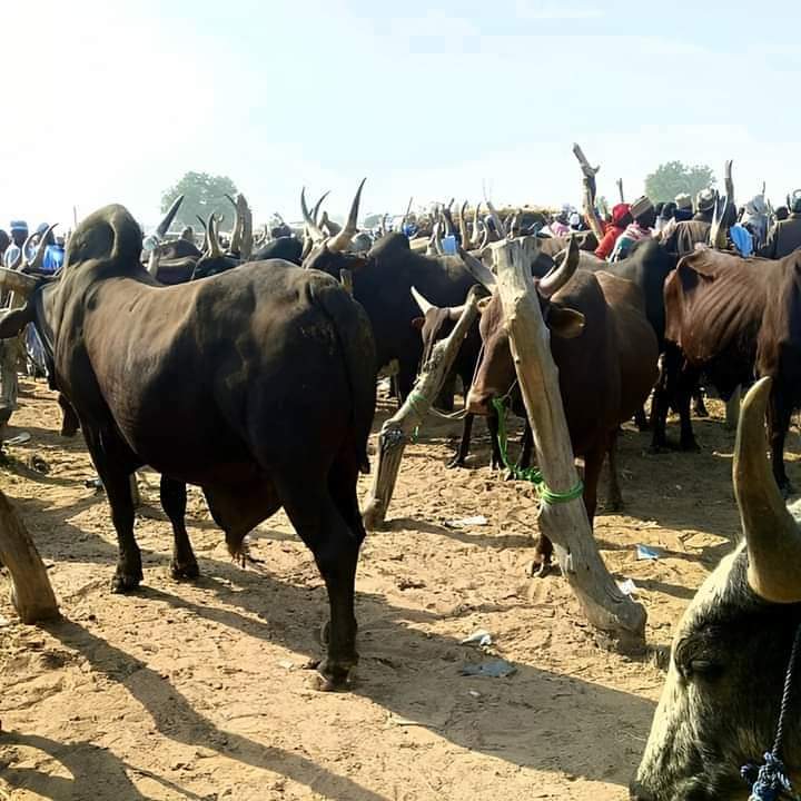 Crisis rocks Yobe cattle market over tax hike